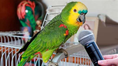 papagaio que fala - que es sinusitis